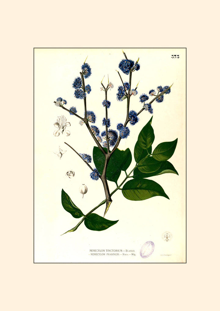 Memecylon edule plate from Flora de Filipinas, tropical shrub leaves flowers and fruit