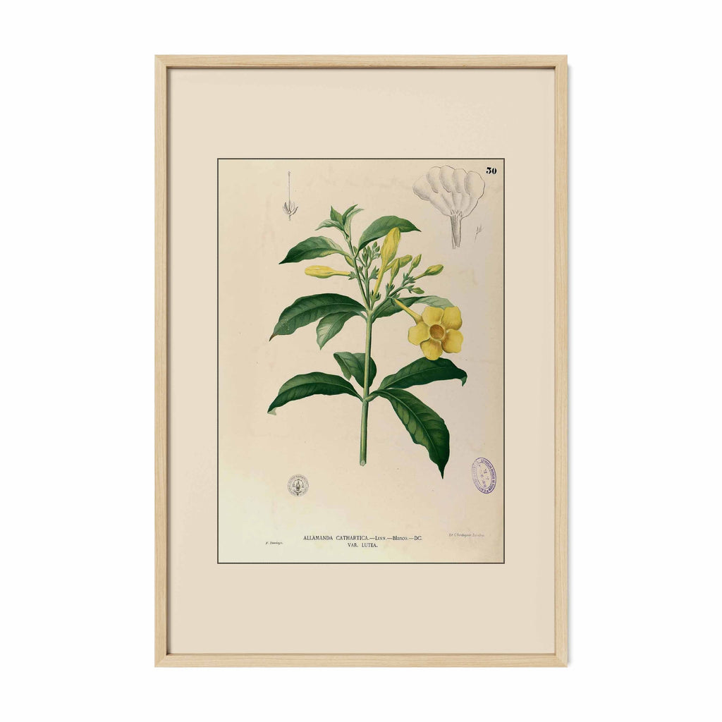 Allamanda Cathartica - Filipino Botanical Illustration