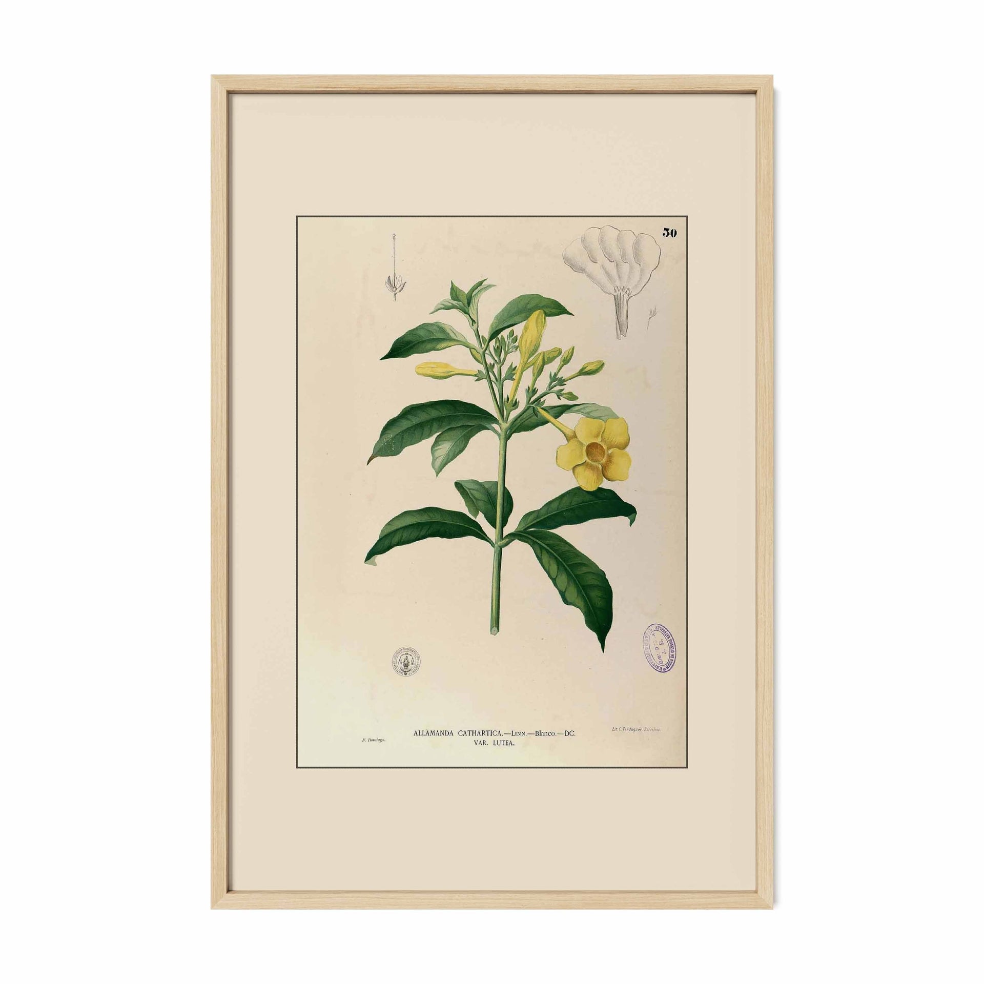 Allamanda Cathartica - Filipino Botanical Illustration