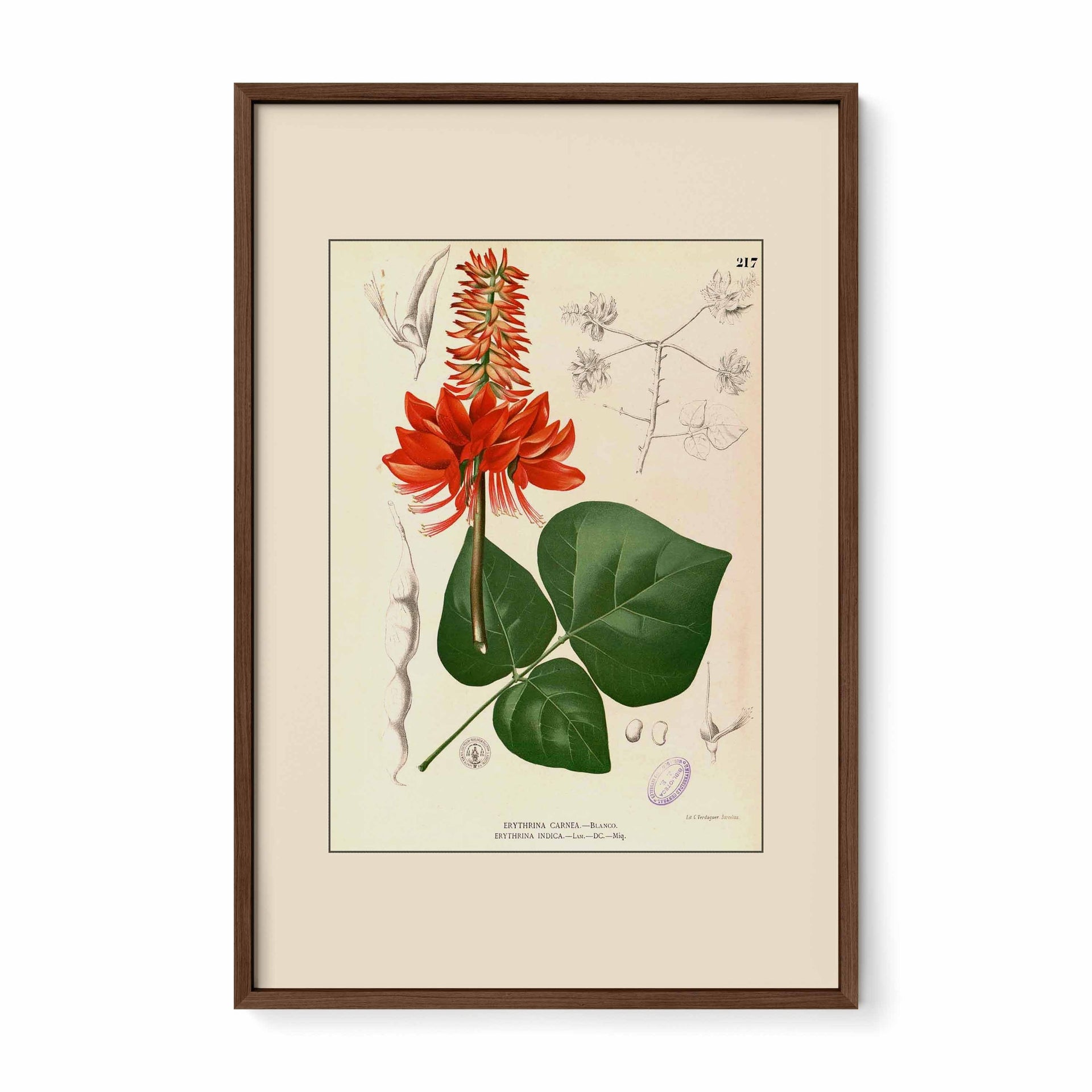 Erythrina variegata - Filipino Botanical Illustration