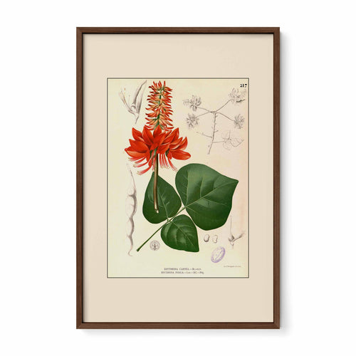 Erythrina variegata - Filipino Botanical Illustration