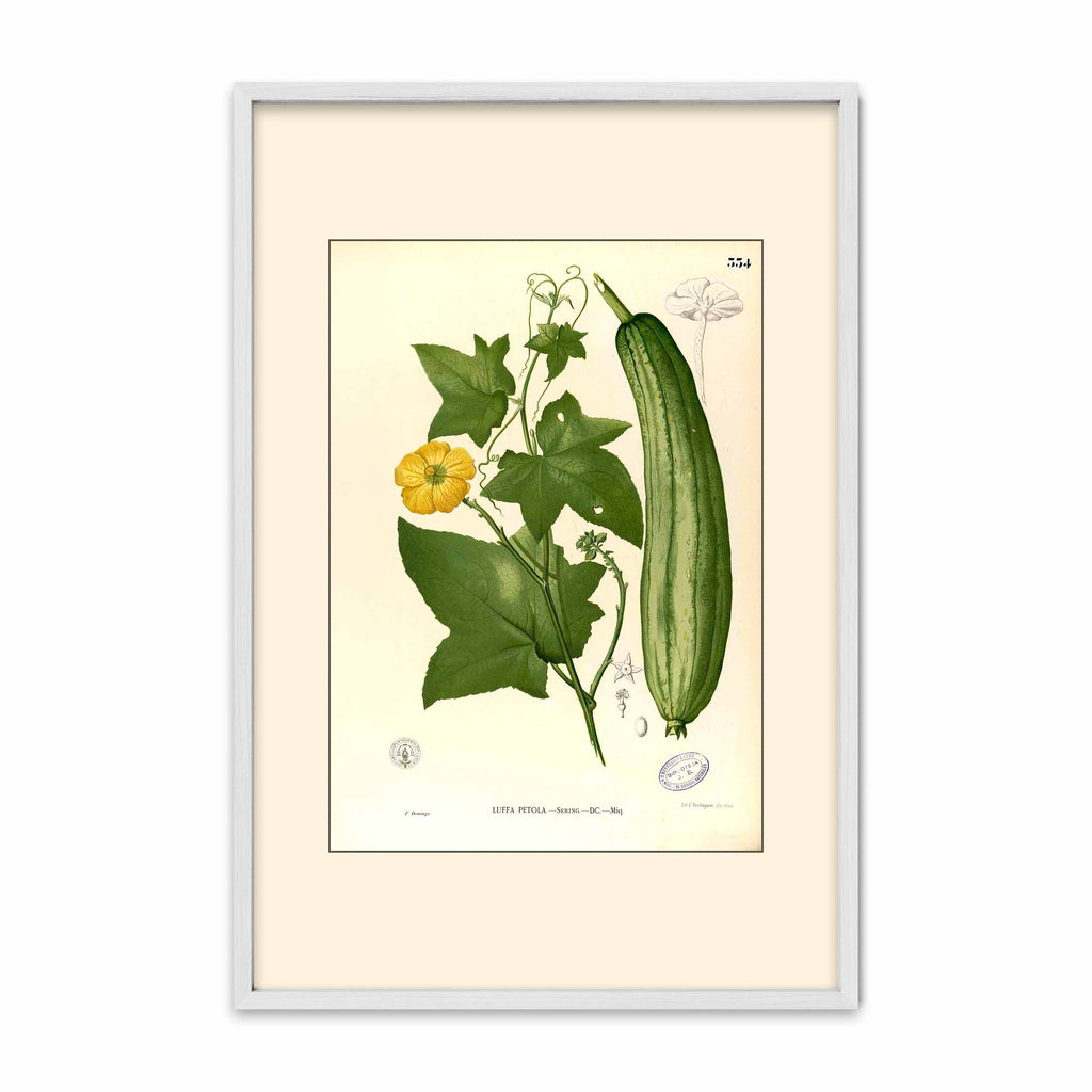 Luffa Petola - Filipino Botanical Illustration
