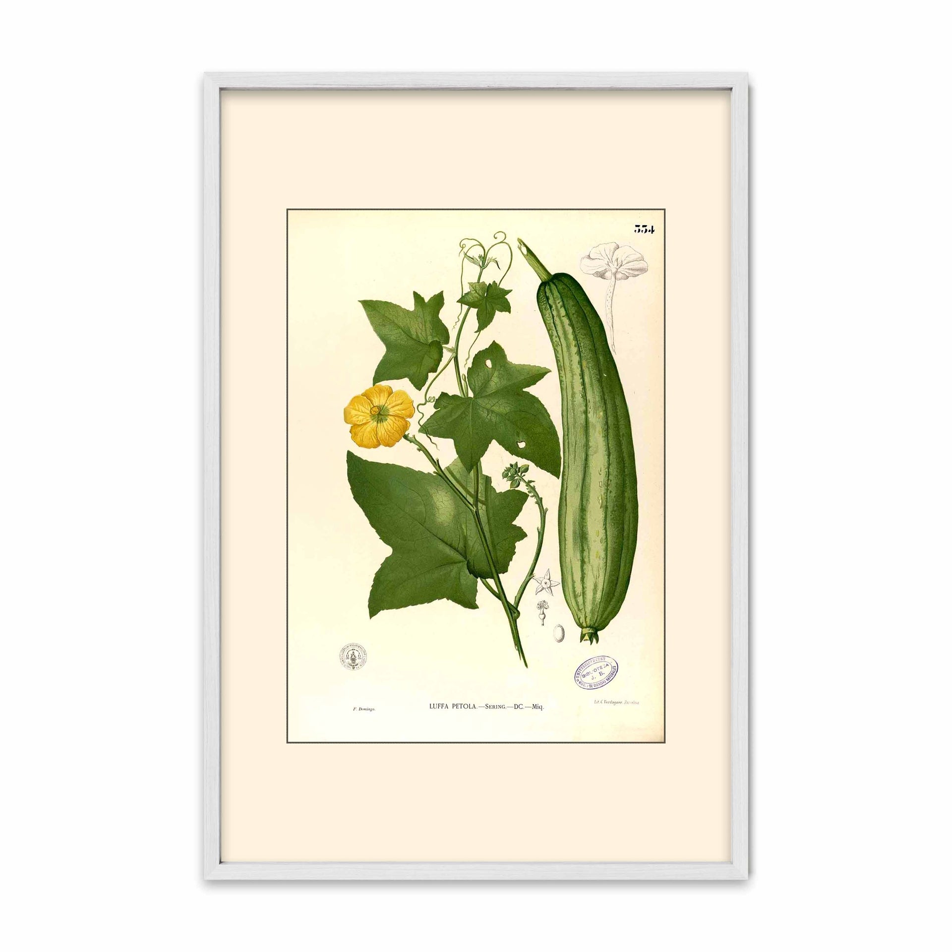 Luffa Petola - Filipino Botanical Illustration
