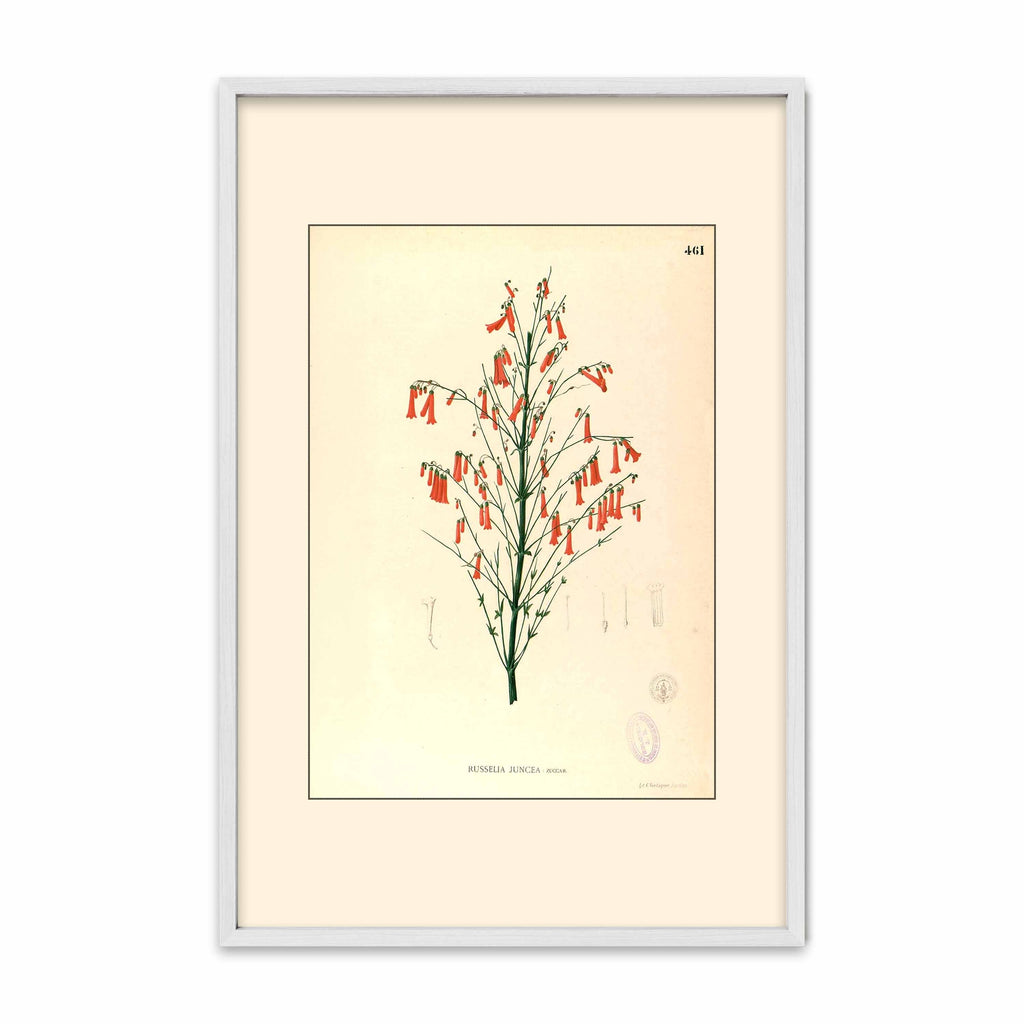 Russelia Juncea - Filipino Botanical Illustration