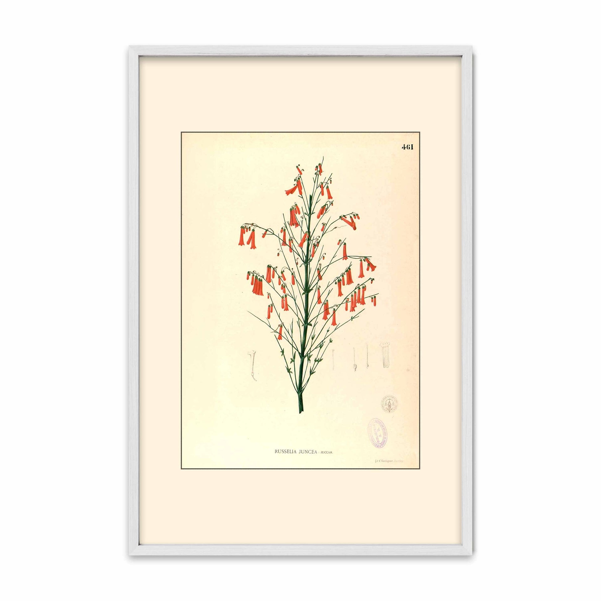 Russelia Juncea - Filipino Botanical Illustration