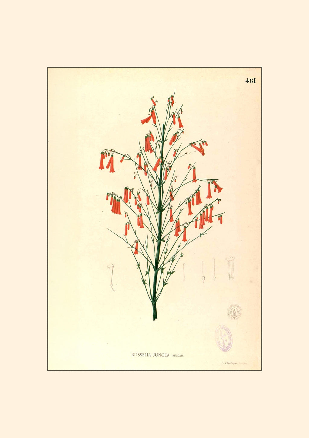 Russelia Juncea - Filipino Botanical Illustration