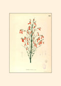 Russelia Juncea - Filipino Botanical Illustration