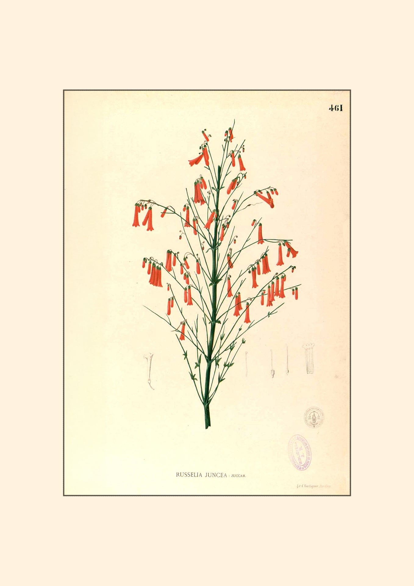 Russelia Juncea - Filipino Botanical Illustration