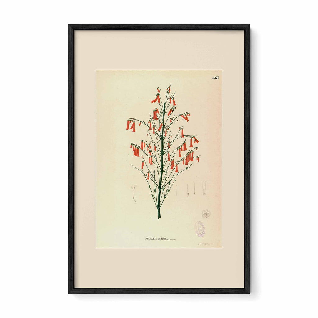 Russelia Juncea - Filipino Botanical Illustration