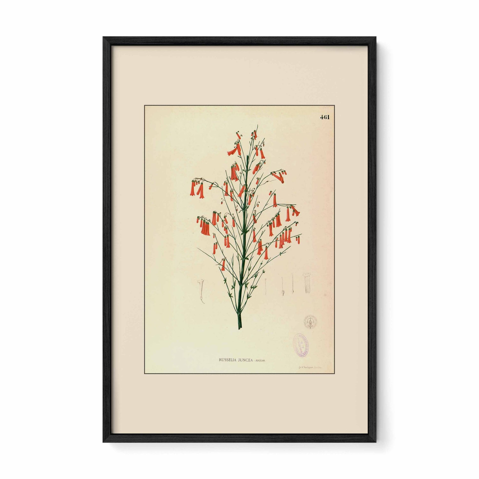 Russelia Juncea - Filipino Botanical Illustration