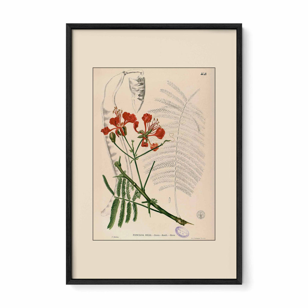 Delonix Regia - Filipino Botanical Illustration