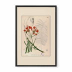 Delonix Regia - Filipino Botanical Illustration