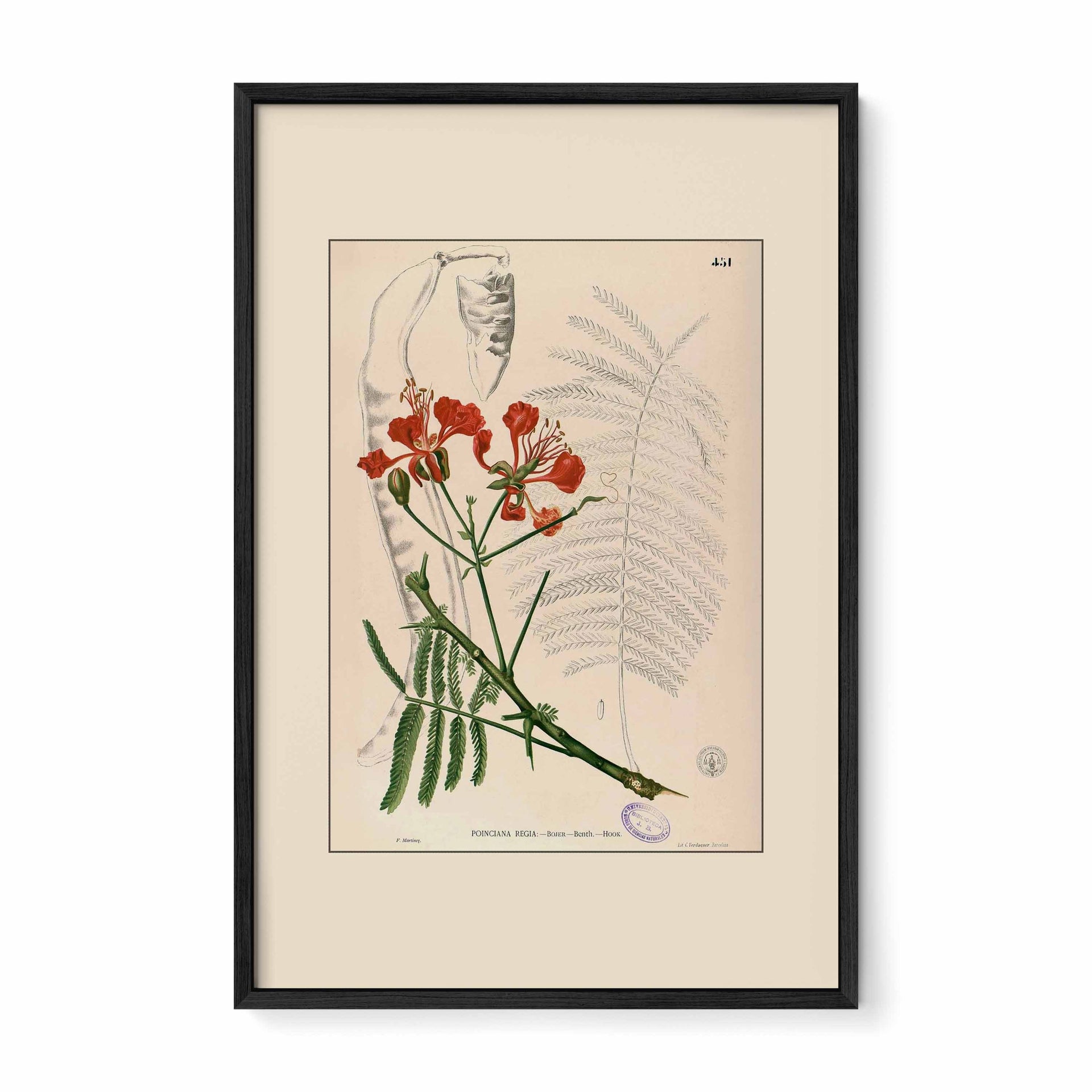 Delonix Regia - Filipino Botanical Illustration