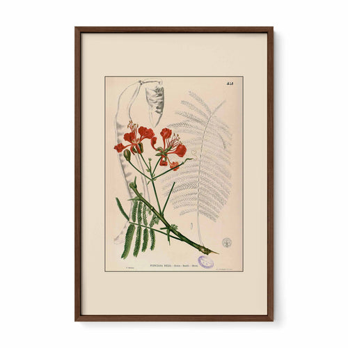 Delonix Regia - Filipino Botanical Illustration