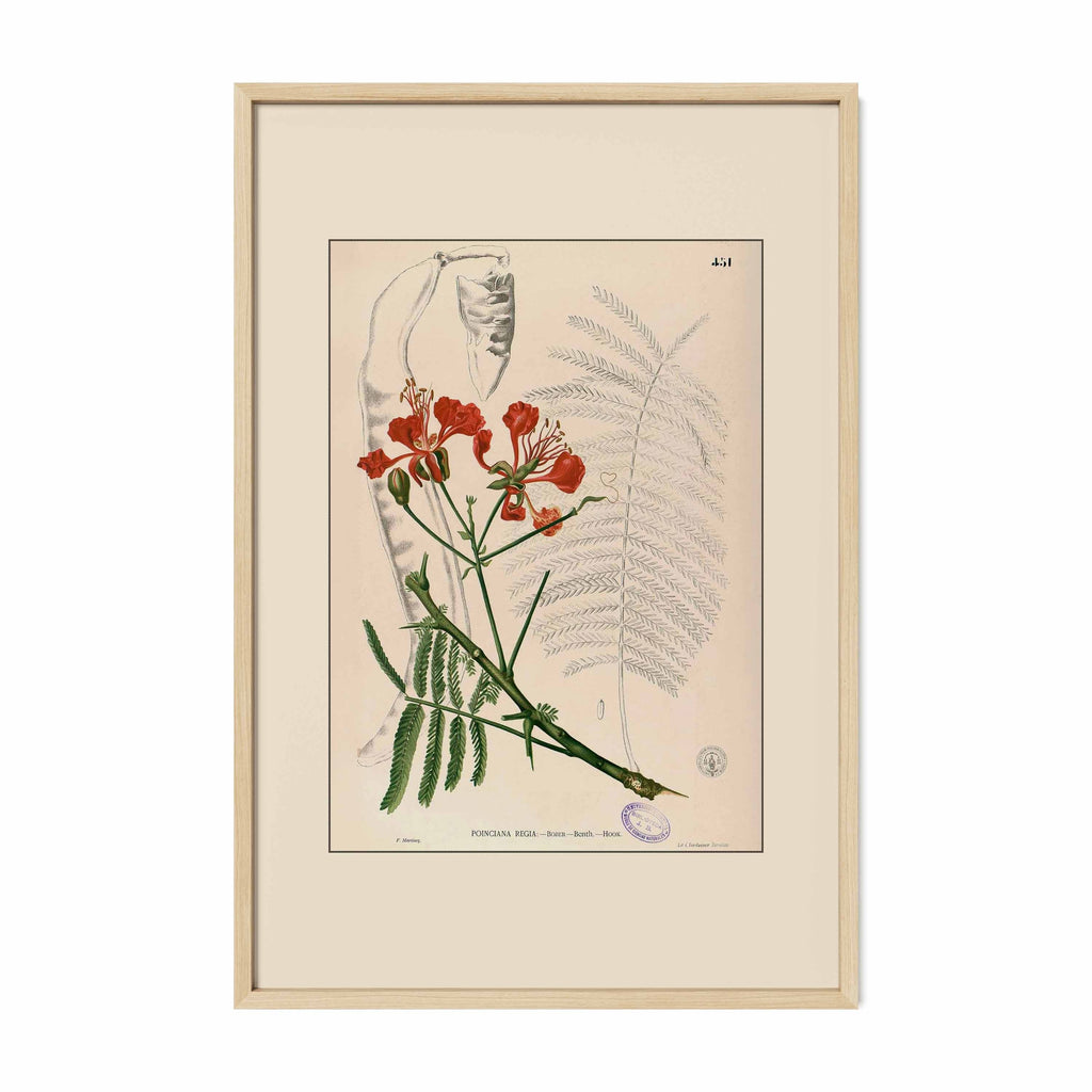 Delonix Regia - Filipino Botanical Illustration