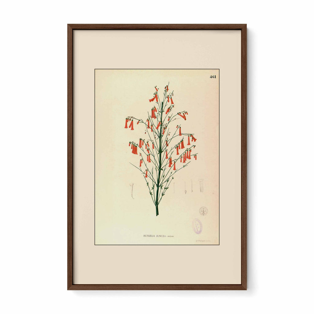 Russelia Juncea - Filipino Botanical Illustration