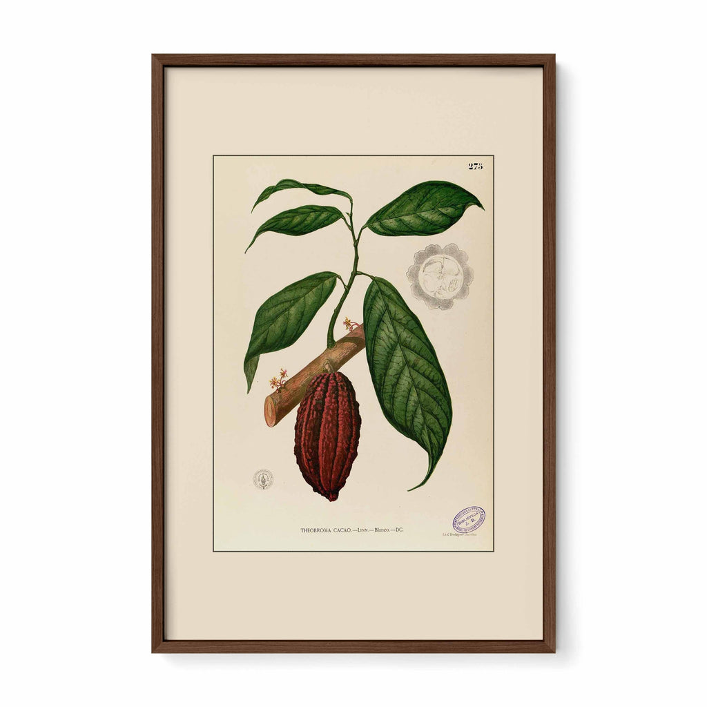 Theobroma Cacao - Filipino Botanical Illustration