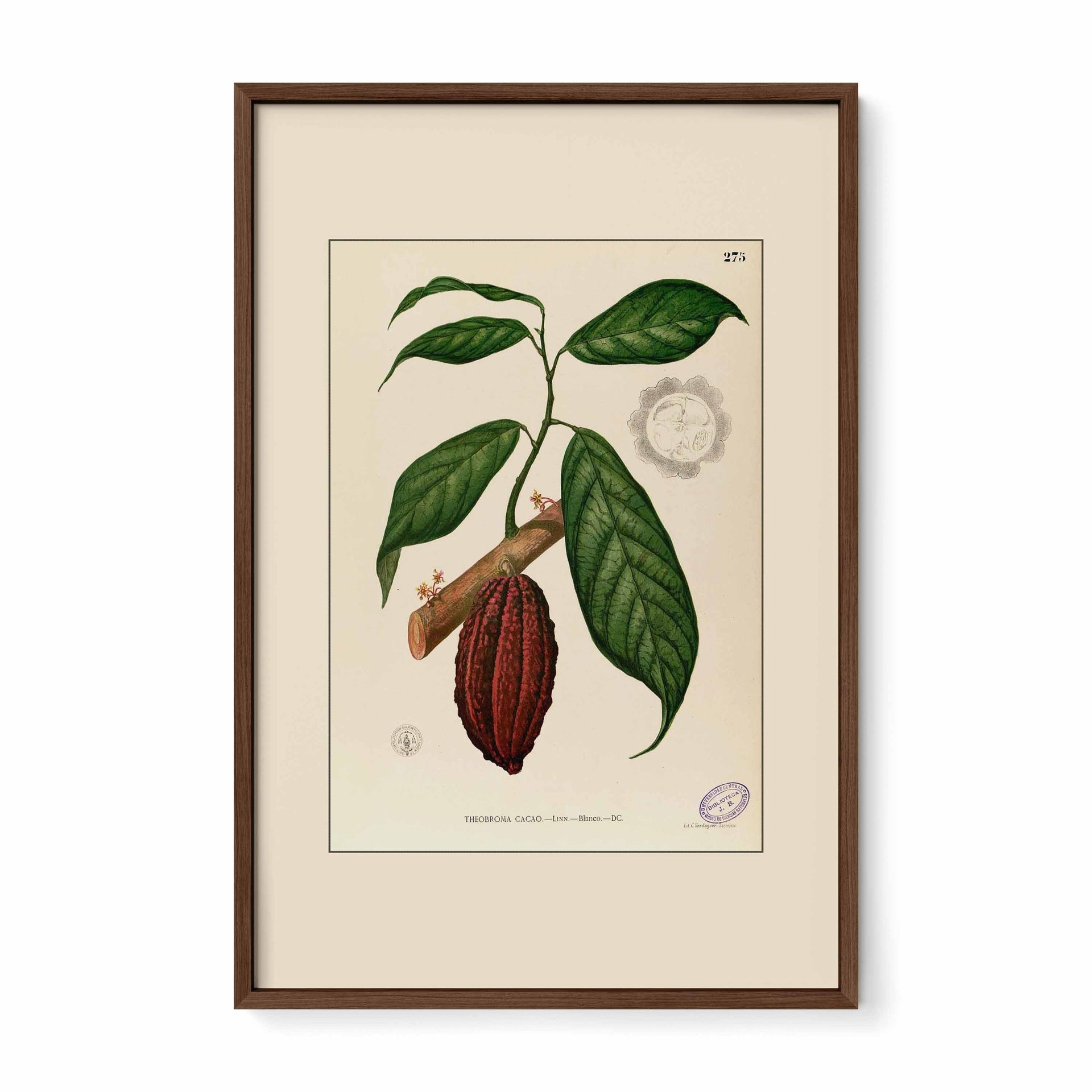 Theobroma Cacao - Filipino Botanical Illustration