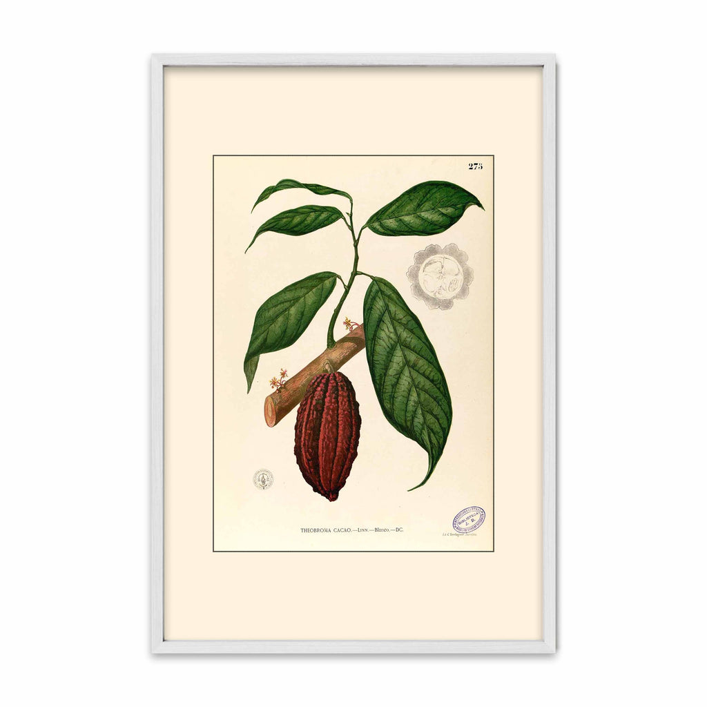 Theobroma Cacao - Filipino Botanical Illustration