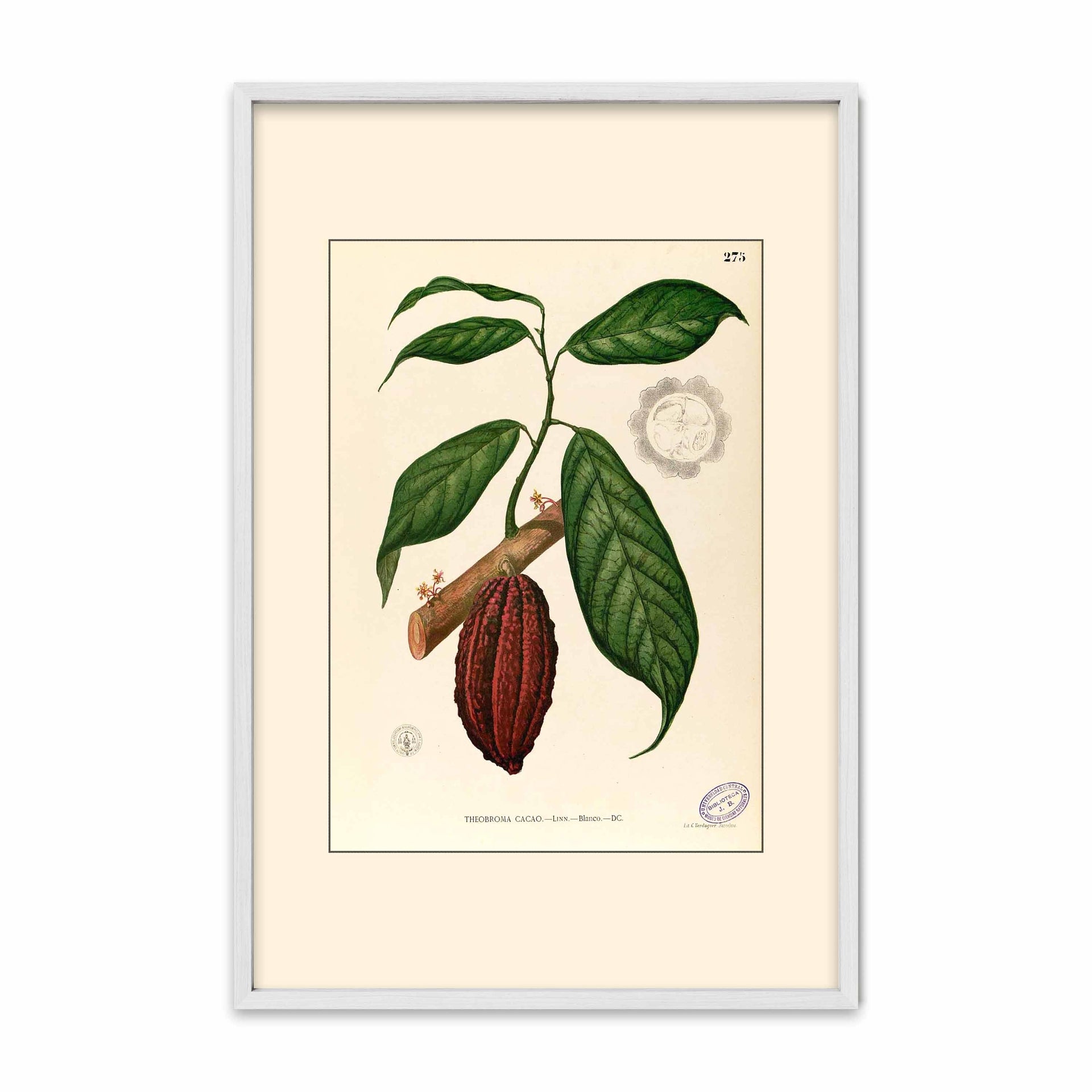 Theobroma Cacao - Filipino Botanical Illustration