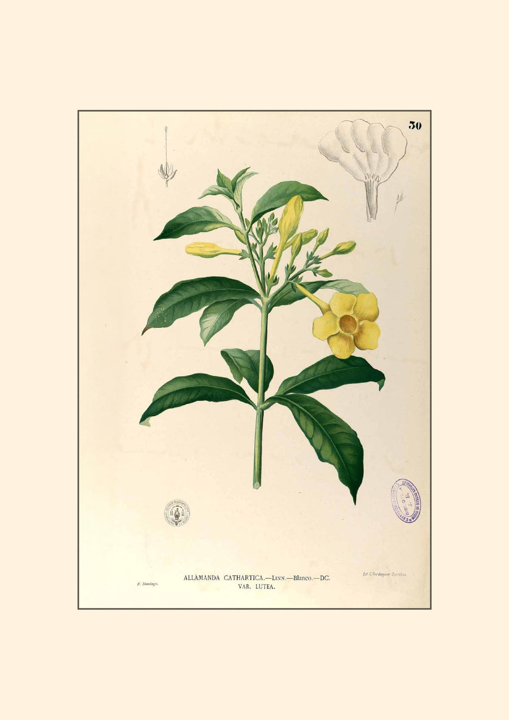 Allamanda Cathartica - Filipino Botanical Illustration