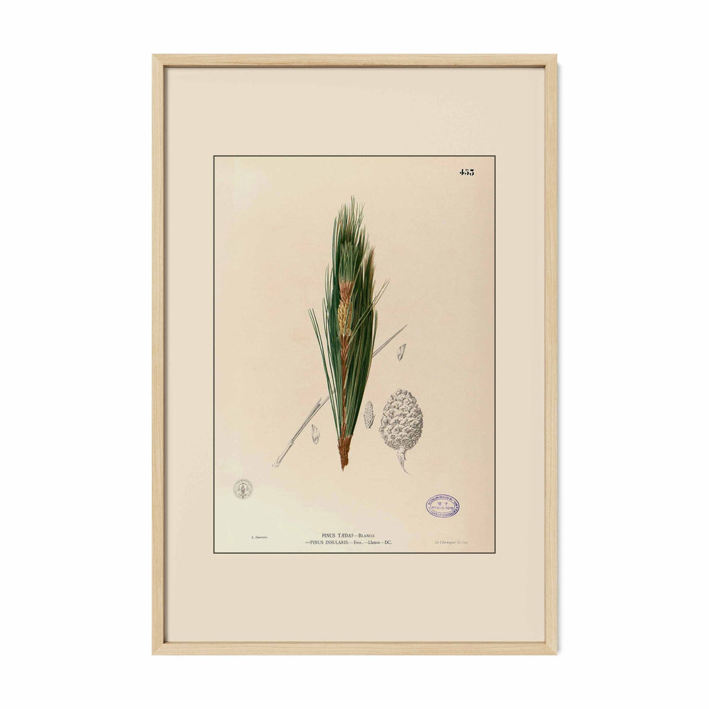 Pinus Kesiya - Filipino Botanical Illustration