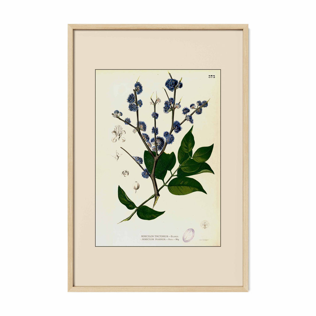 Memecylon Edule - Filipino Botanical Illustration