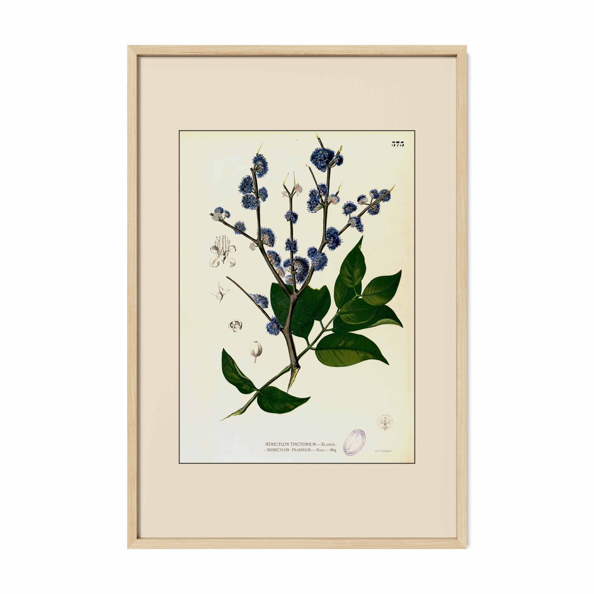 Memecylon Edule - Filipino Botanical Illustration