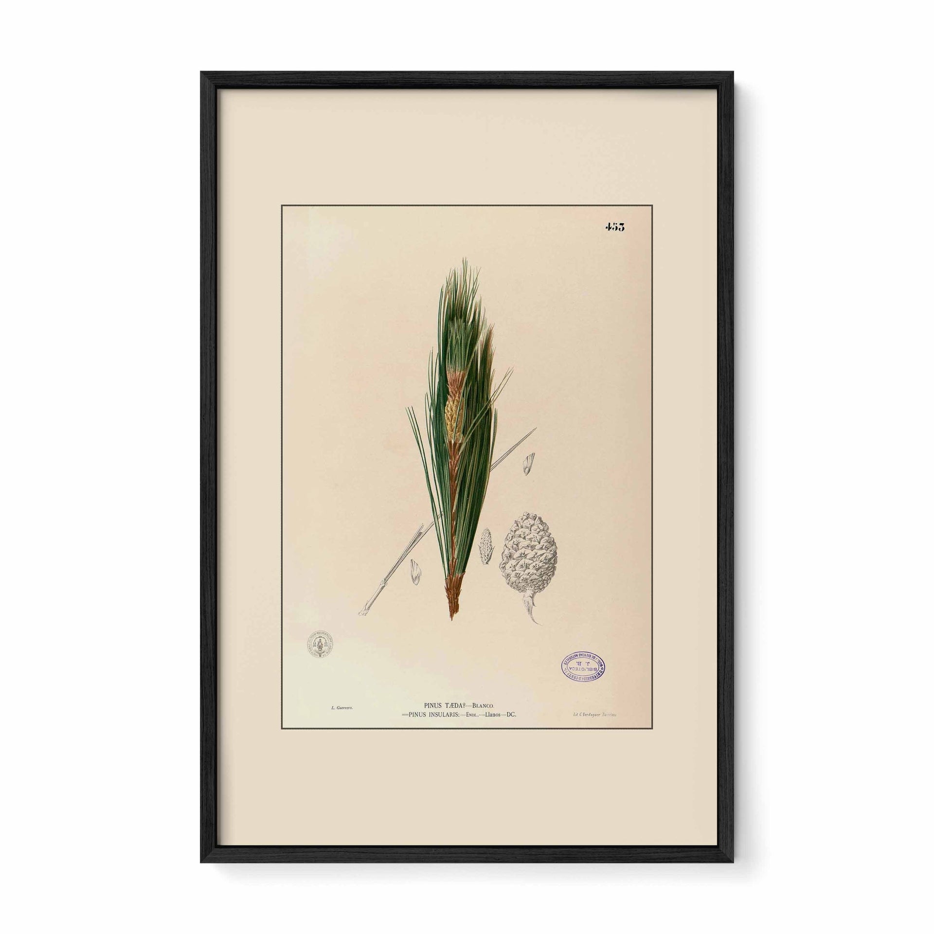 Pinus Kesiya - Filipino Botanical Illustration