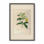 Allamanda Cathartica - Filipino Botanical Illustration
