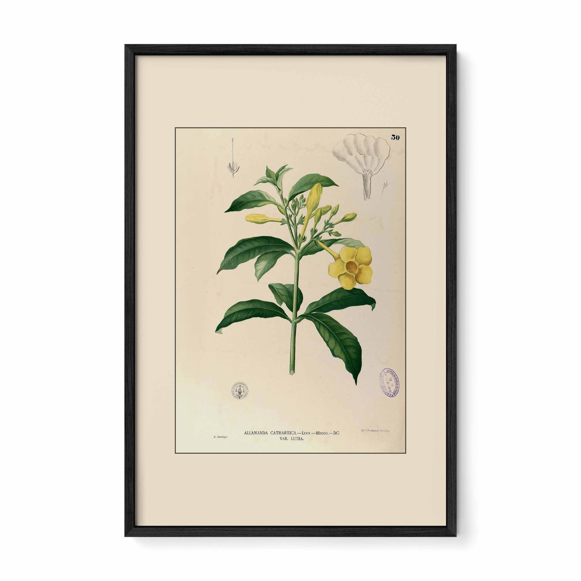 Allamanda Cathartica - Filipino Botanical Illustration