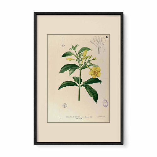 Allamanda Cathartica - Filipino Botanical Illustration