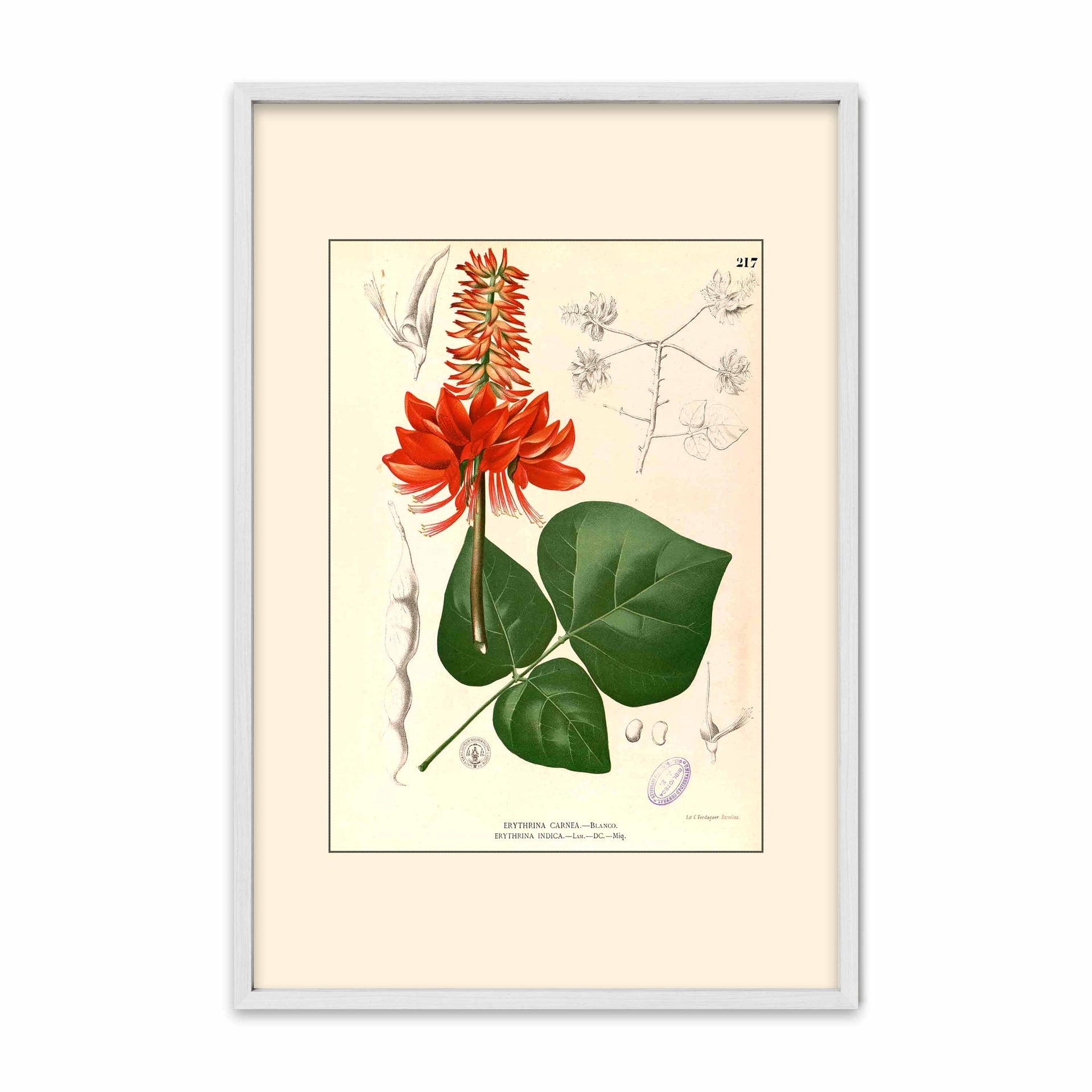 Erythrina variegata - Filipino Botanical Illustration