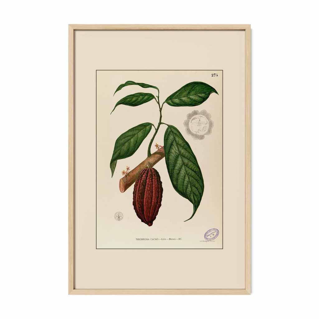 Theobroma Cacao - Filipino Botanical Illustration