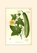 Luffa Petola - Filipino Botanical Illustration