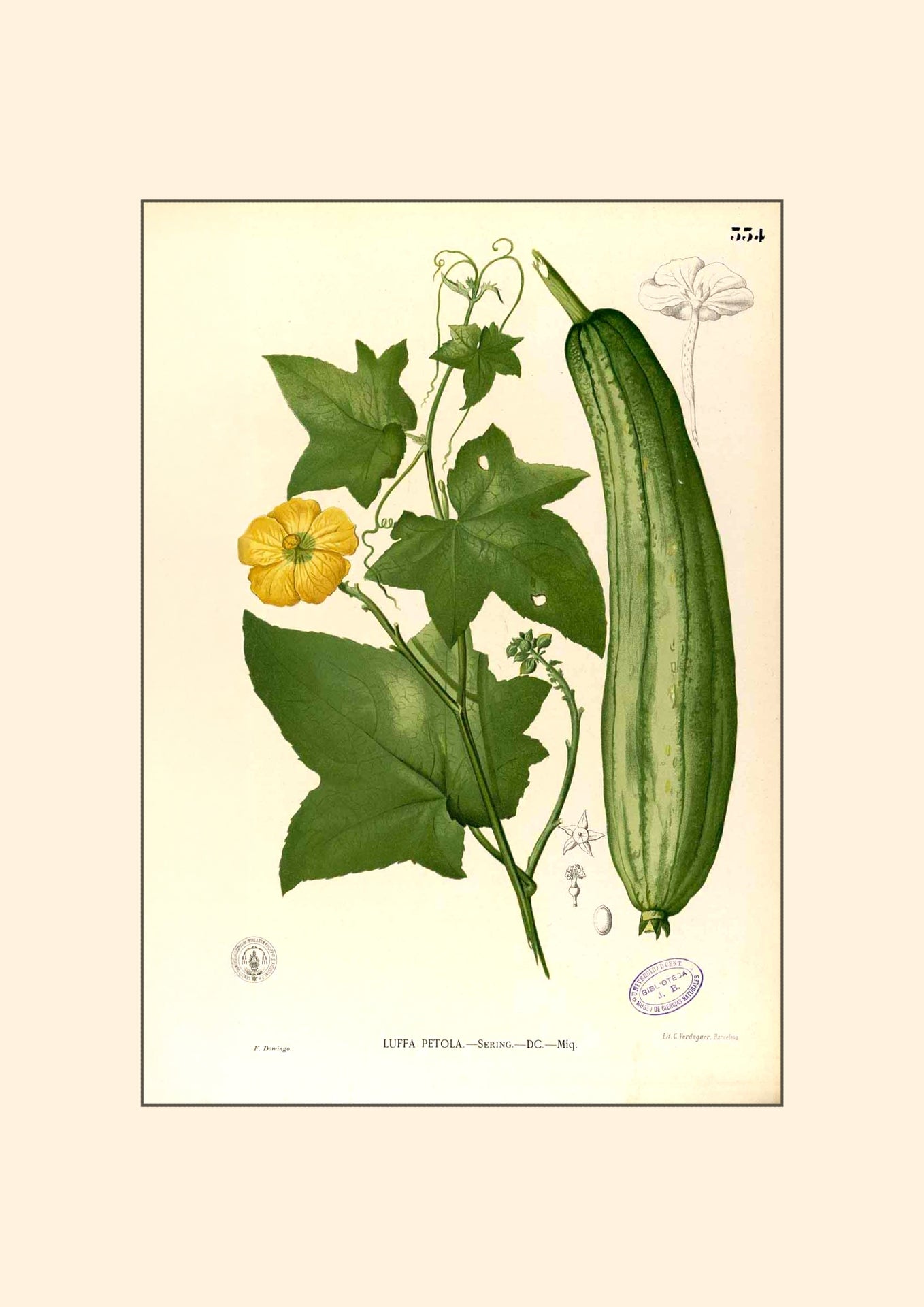 Luffa Petola - Filipino Botanical Illustration