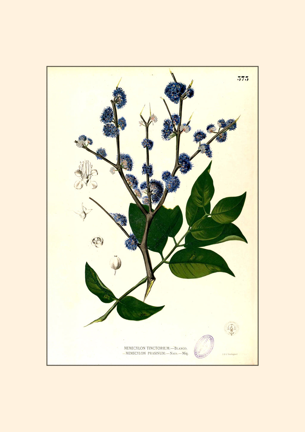 Memecylon Edule - Filipino Botanical Illustration