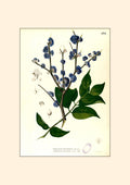 Memecylon Edule - Filipino Botanical Illustration
