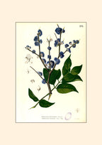 Memecylon Edule - Filipino Botanical Illustration