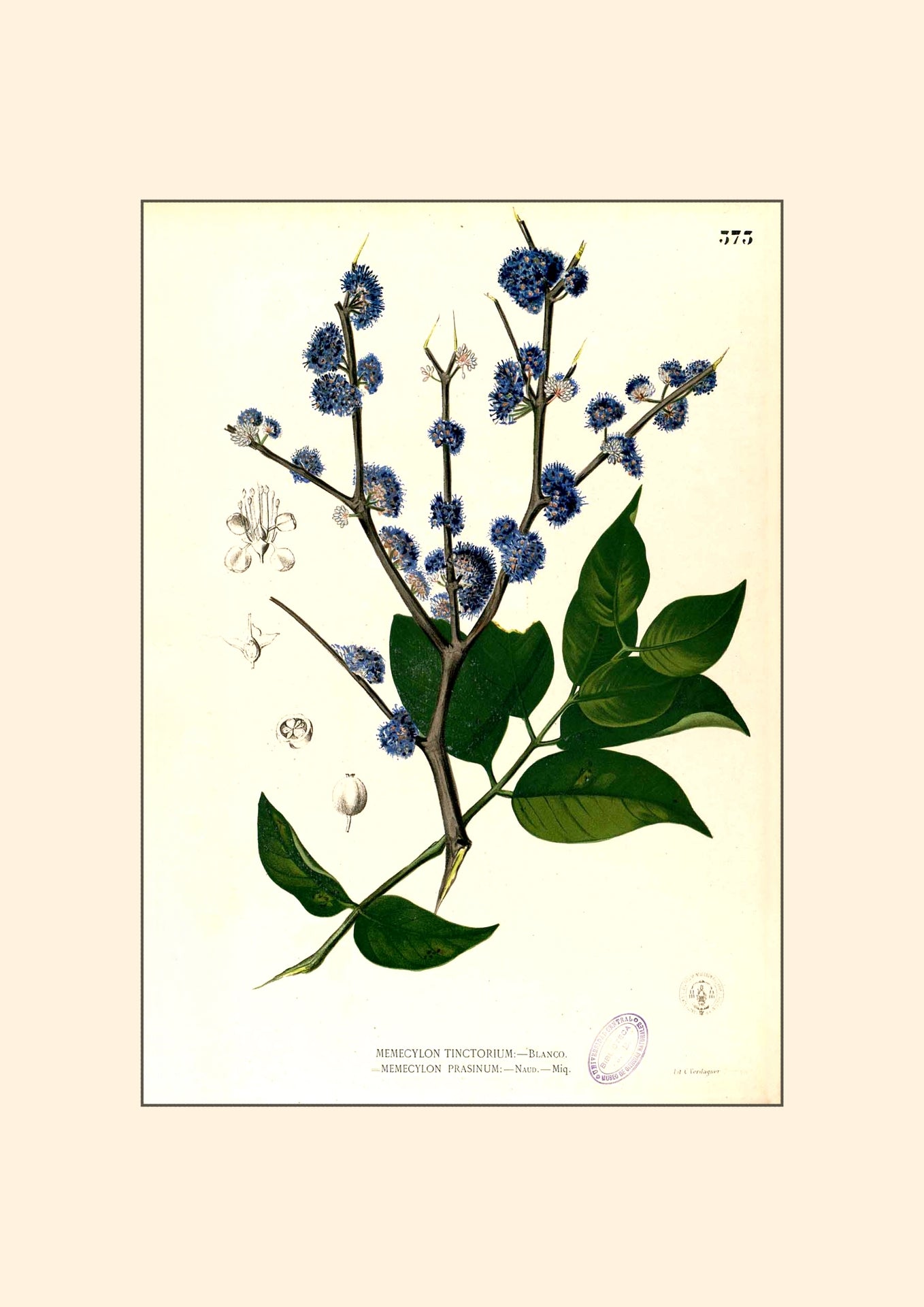 Memecylon Edule - Filipino Botanical Illustration