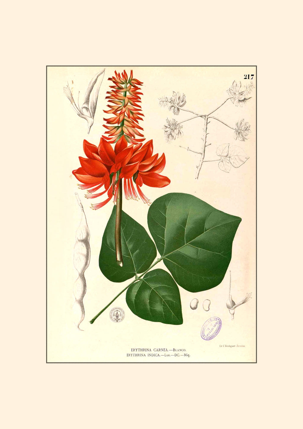 Erythrina variegata - Filipino Botanical Illustration