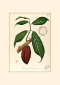 Theobroma Cacao - Filipino Botanical Illustration