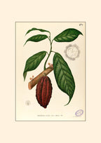 Theobroma Cacao - Filipino Botanical Illustration