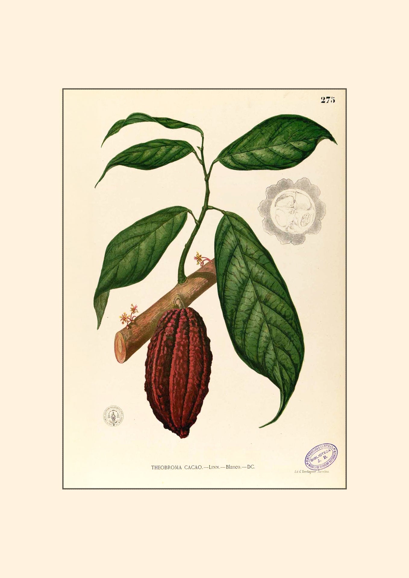 Theobroma Cacao - Filipino Botanical Illustration
