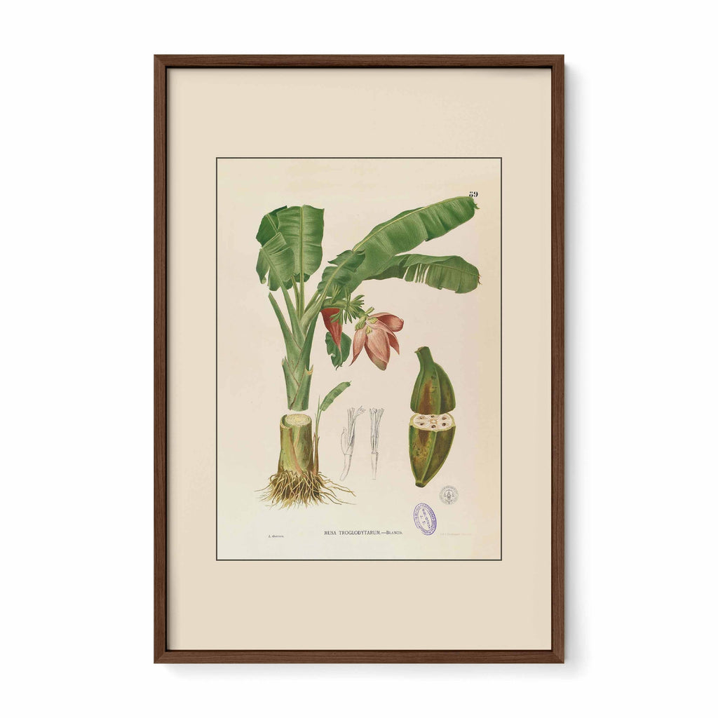 Musa Troglodytarum - Filipino Botanical Illustration
