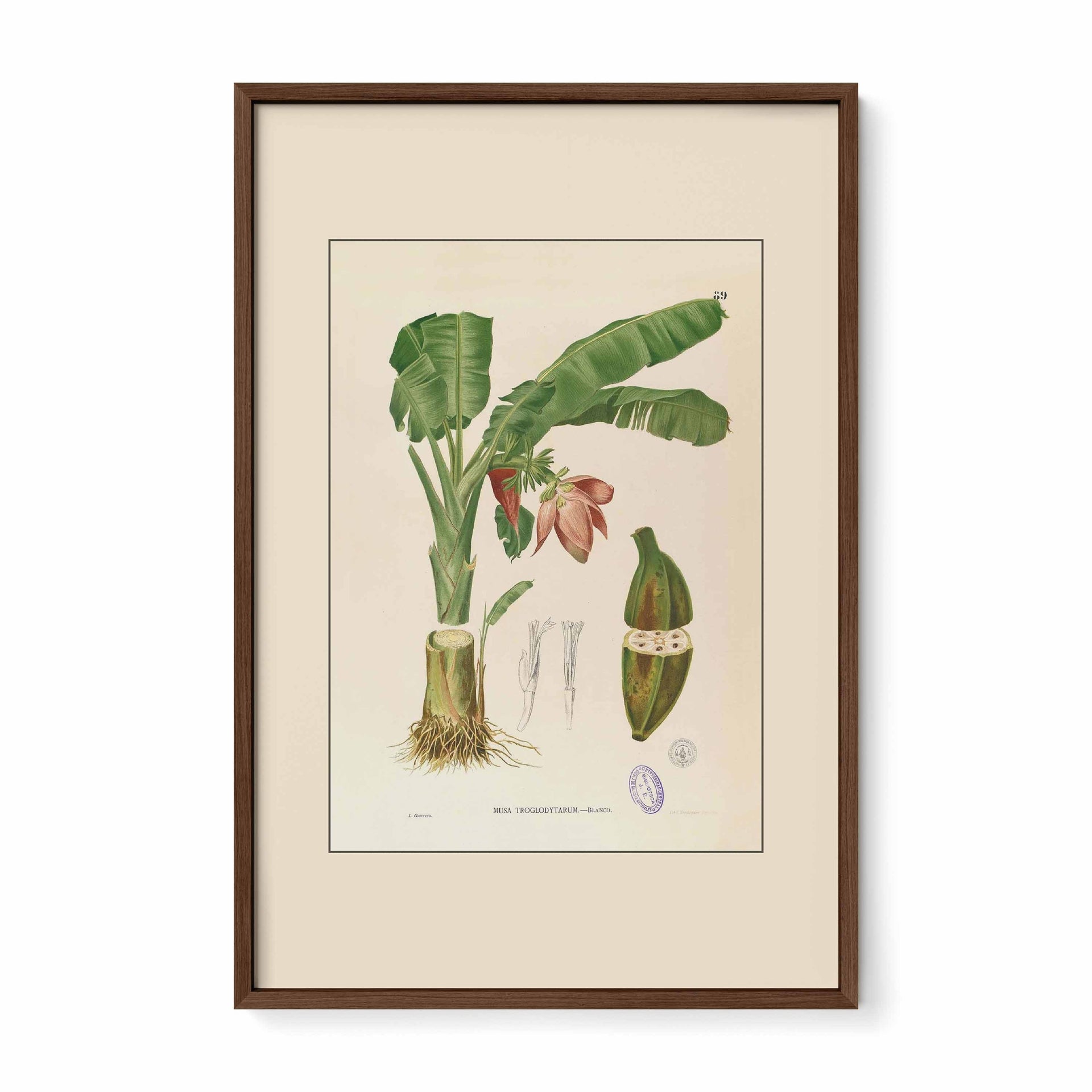 Musa Troglodytarum - Filipino Botanical Illustration