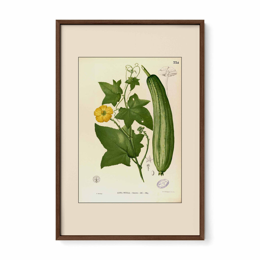 Luffa Petola - Filipino Botanical Illustration