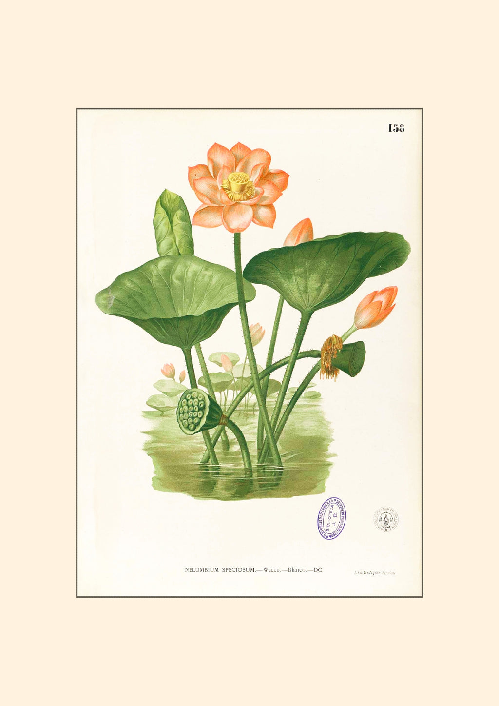Nelumbo Nucifera - Filipino Botanical Illustration
