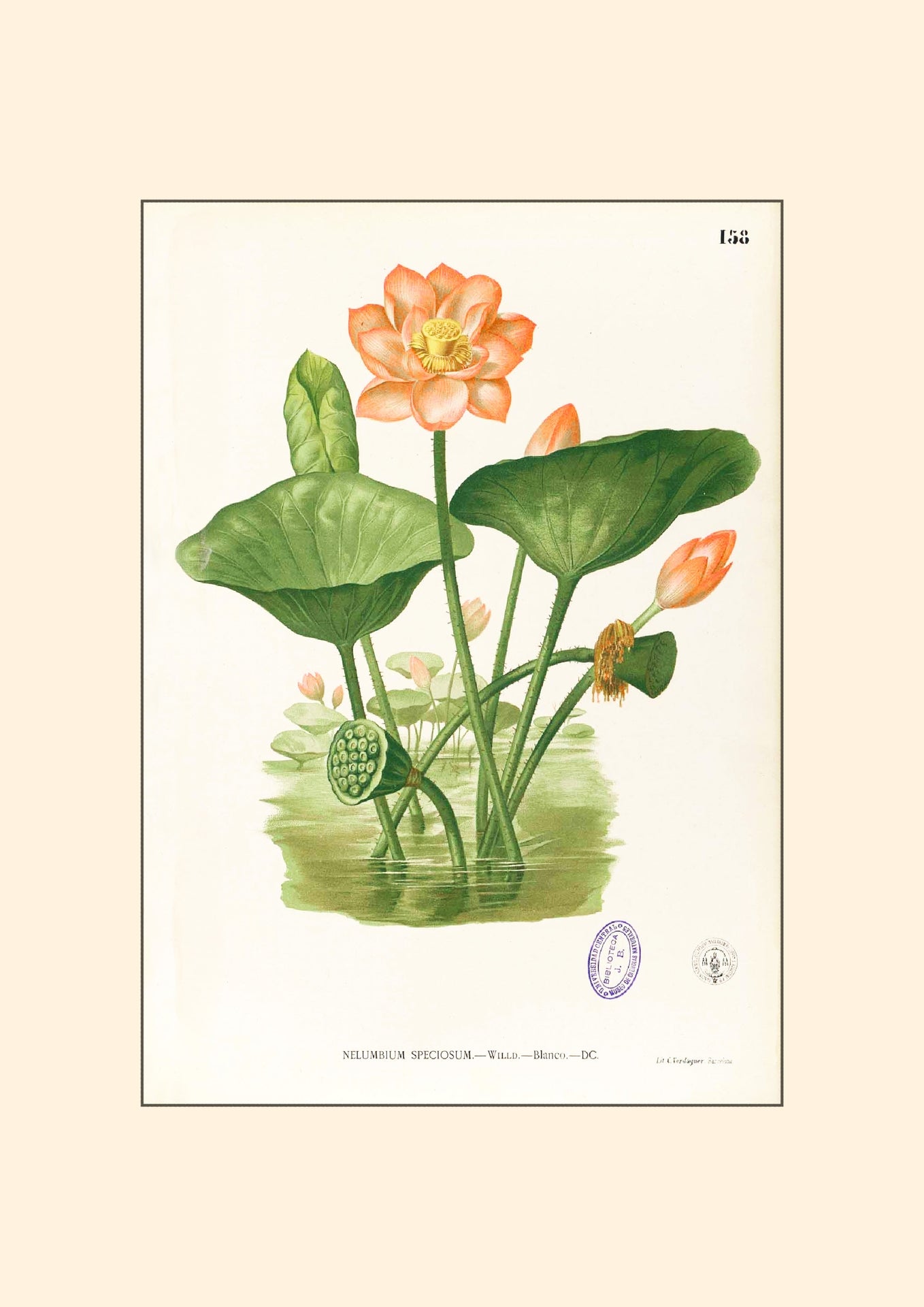 Nelumbo Nucifera - Filipino Botanical Illustration
