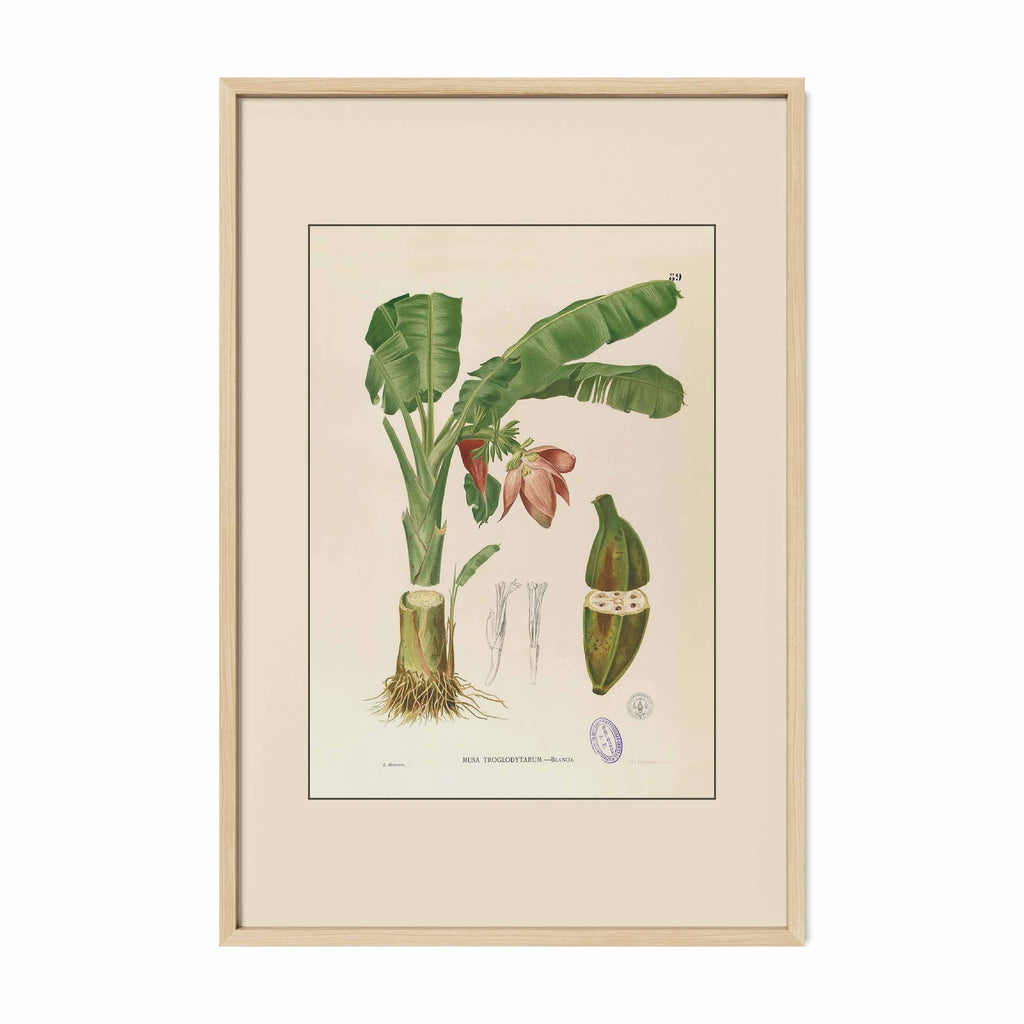 Musa Troglodytarum - Filipino Botanical Illustration